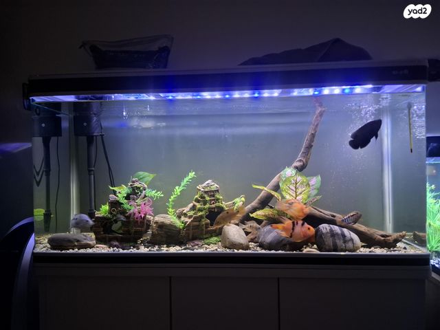 תמונת מודעה - חיות מחמד