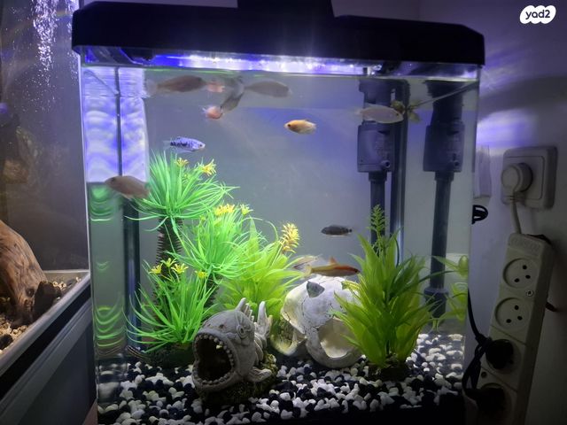 תמונת מודעה - חיות מחמד