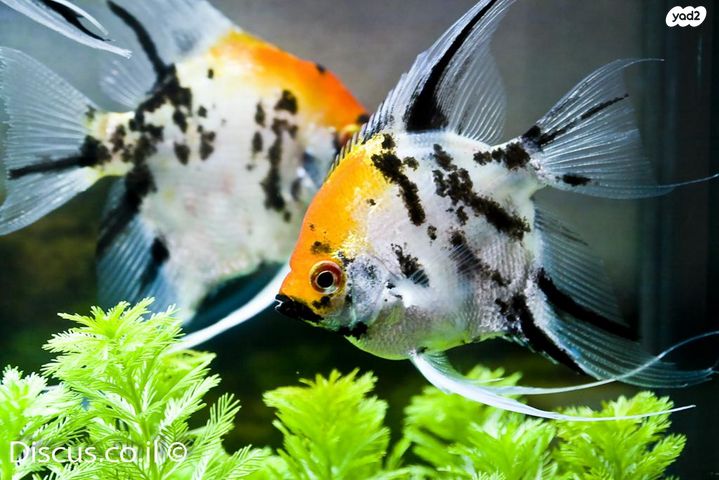 תמונת מודעה - חיות מחמד