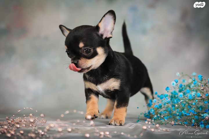 כלב צ'יוואווה