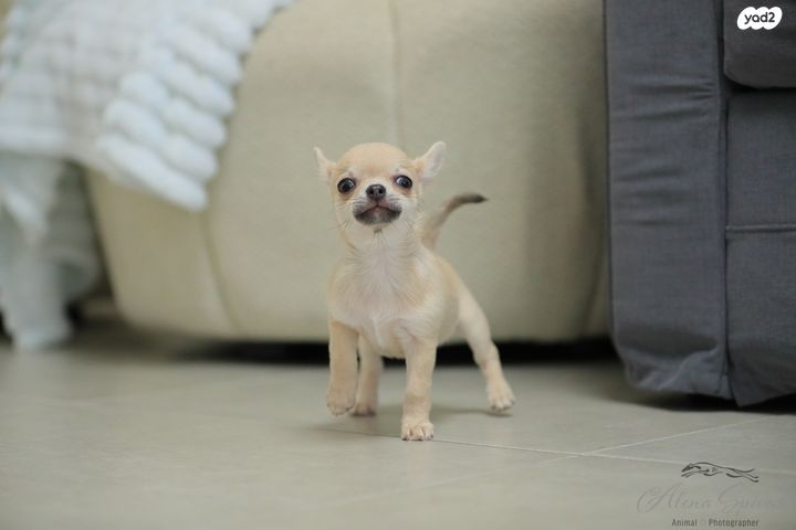 כלב צ'יוואווה