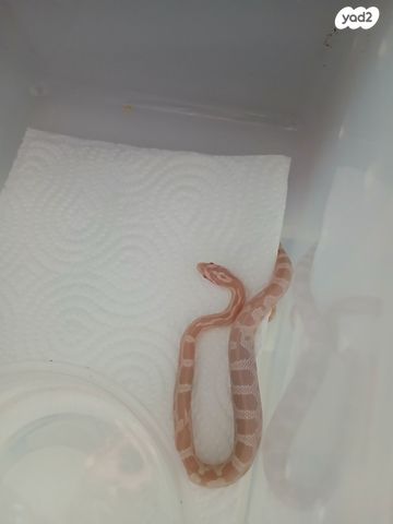 זוחל כרכן תירס