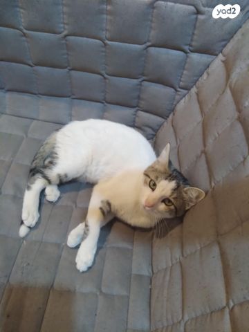 חתול אנגורה