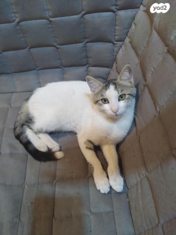 חתול אנגורה