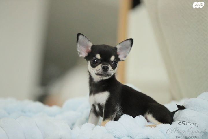 כלב צ'יוואווה