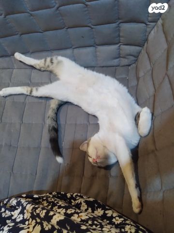 חתול אנגורה