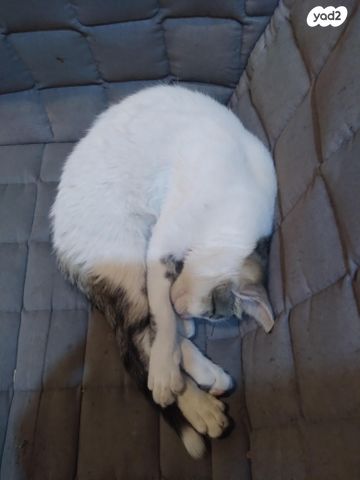 חתול אנגורה