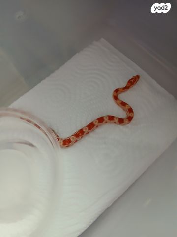 זוחל כרכן תירס