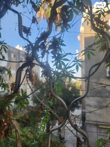 דירה, השומר, העיר התחתית, ואדי סאליב, חיפה