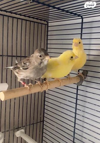 תמונת מודעה - חיות מחמד