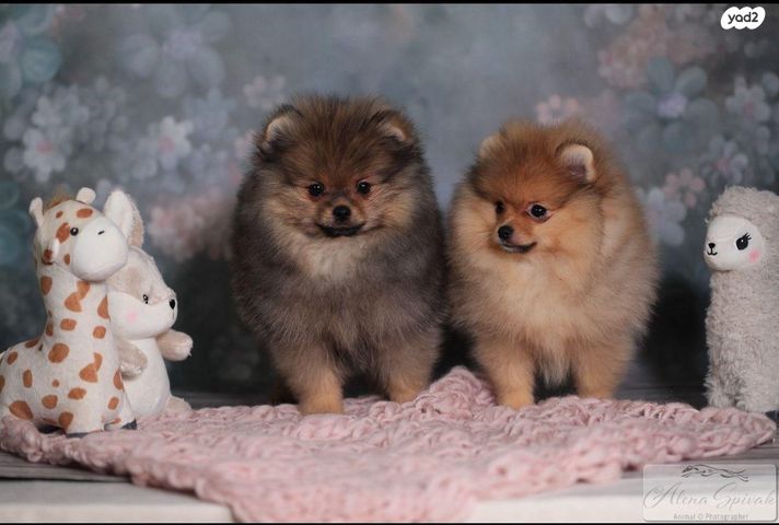 כלב פומרניין/פומרני