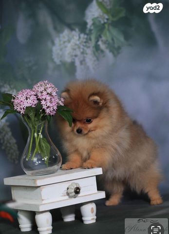 כלב פומרניין/פומרני