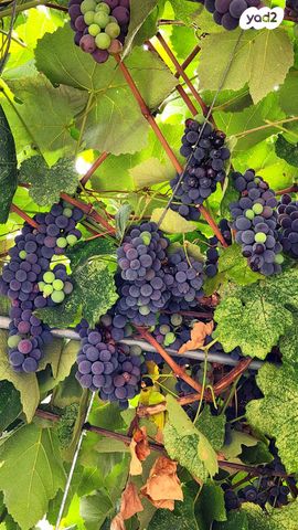 דו משפחתי, אודם 54, סביונים, מעלות תרשיחא