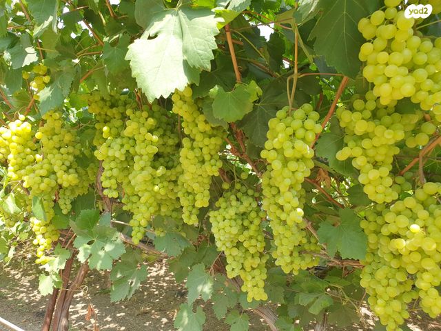 משק חקלאי/ נחלה, מנחמיה