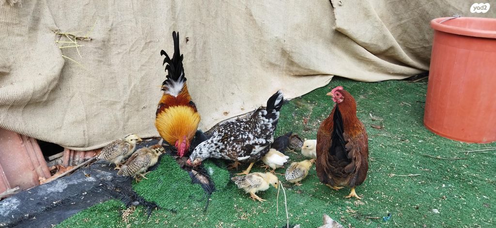 תמונת מודעה - חיות מחמד