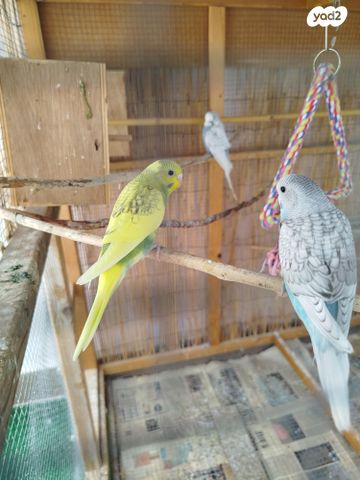 תמונת מודעה - חיות מחמד