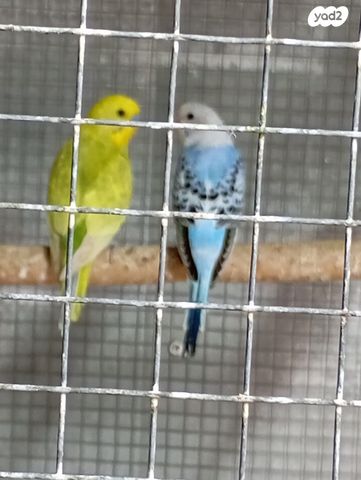 תמונת מודעה - חיות מחמד