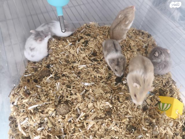 תמונת מודעה - חיות מחמד