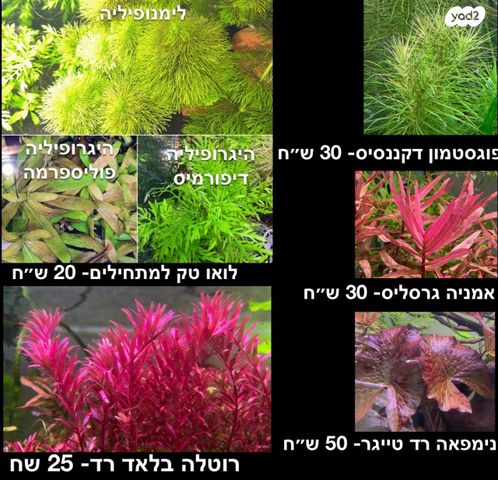 תמונת מודעה - חיות מחמד