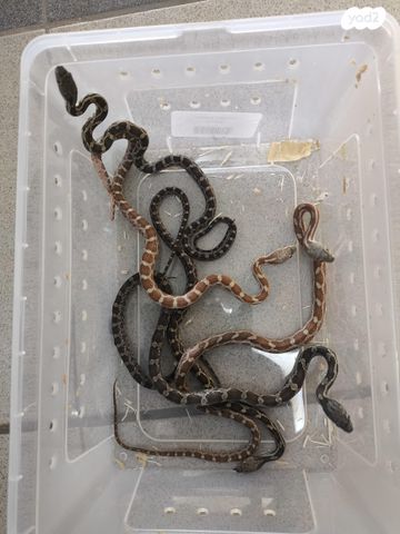 תמונת מודעה - חיות מחמד