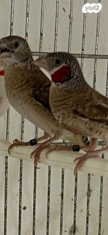 תמונת מודעה - חיות מחמד