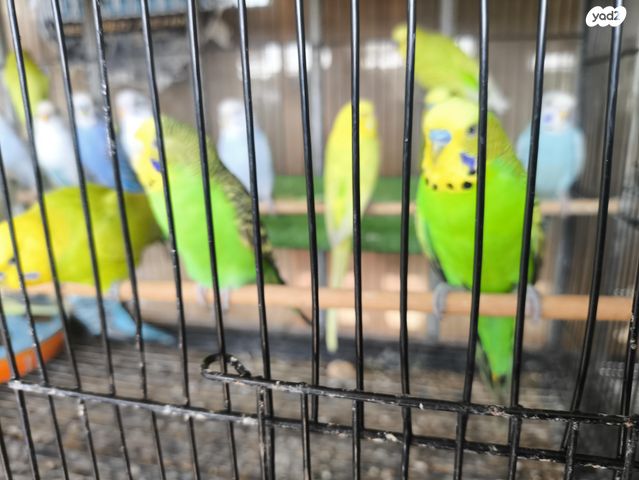 תמונת מודעה - חיות מחמד