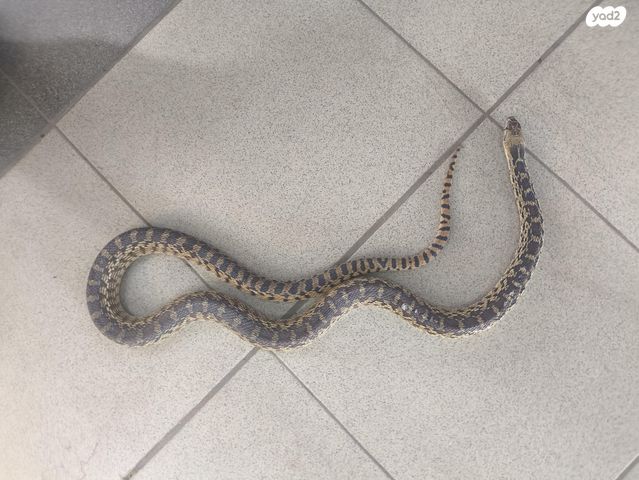 תמונת מודעה - חיות מחמד