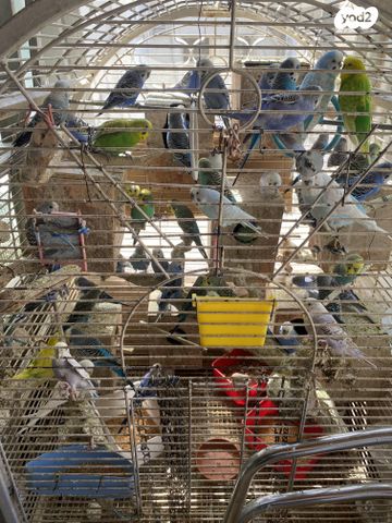 תמונת מודעה - חיות מחמד