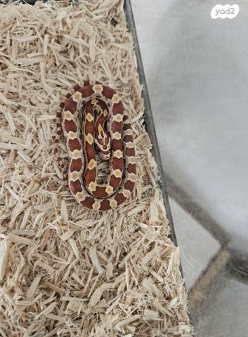 תמונת מודעה - חיות מחמד