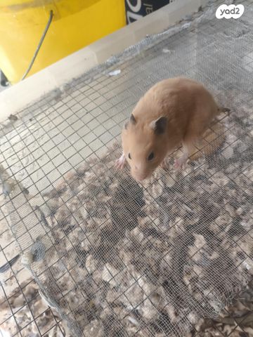 תמונת מודעה - חיות מחמד