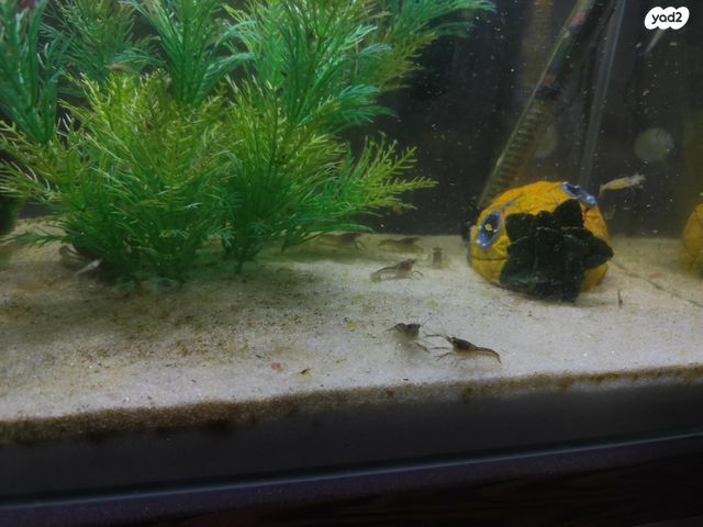 תמונת מודעה - חיות מחמד