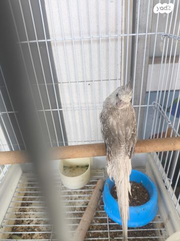 תמונת מודעה - חיות מחמד