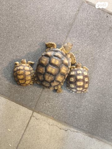 תמונת מודעה - חיות מחמד