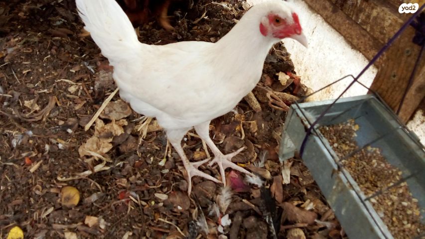 תמונת מודעה - חיות מחמד