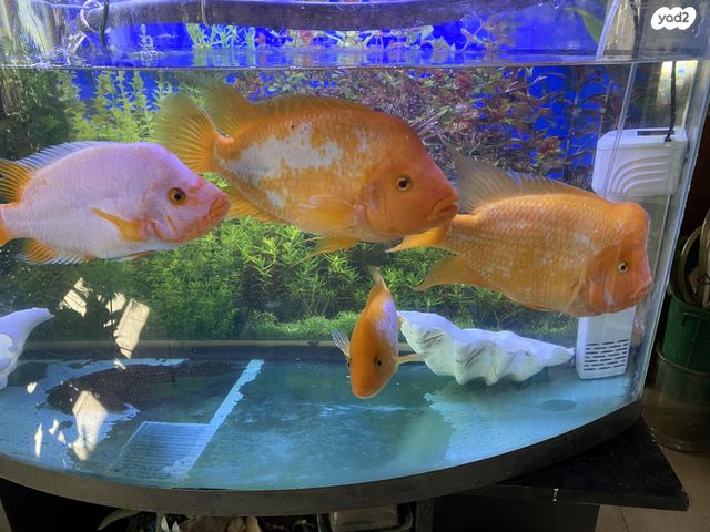 תמונת מודעה - חיות מחמד