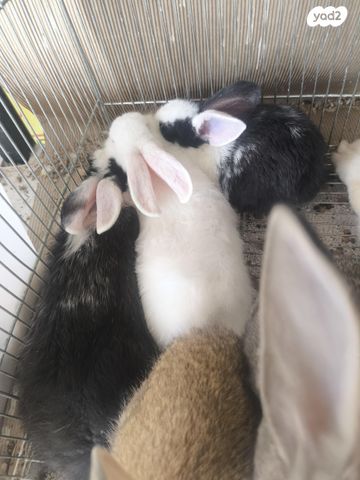 תמונת מודעה - חיות מחמד