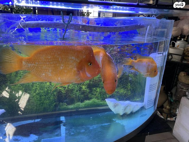 תמונת מודעה - חיות מחמד