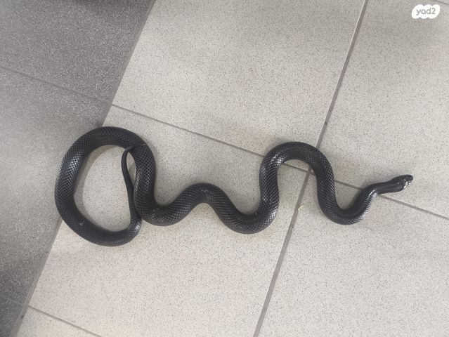 זוחל קינג סנייק