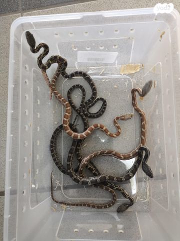 זוחל כרכן תירס