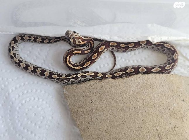 זוחל כרכן תירס