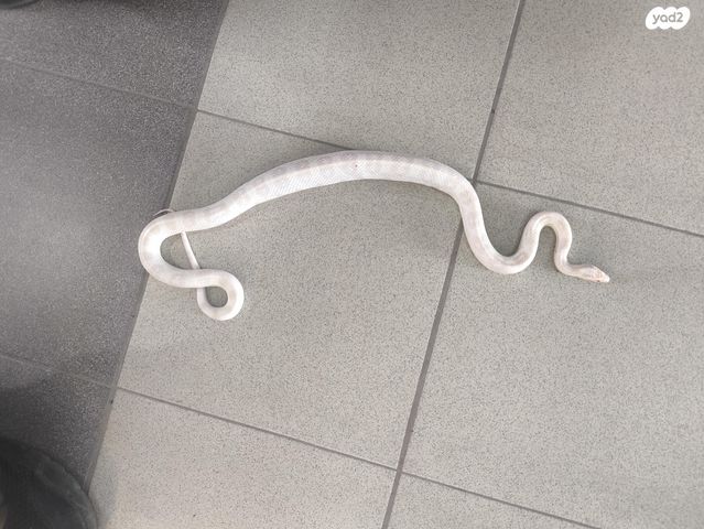 זוחל כרכן תירס