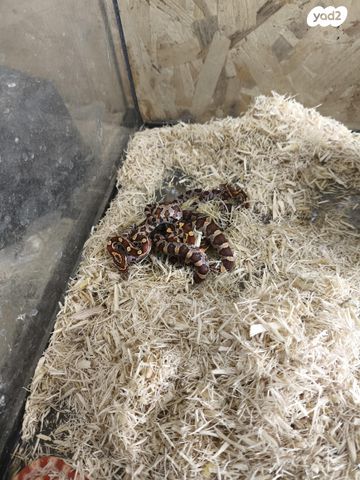 זוחל כרכן תירס