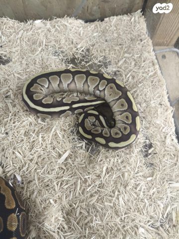 זוחל פיתון מתכדר