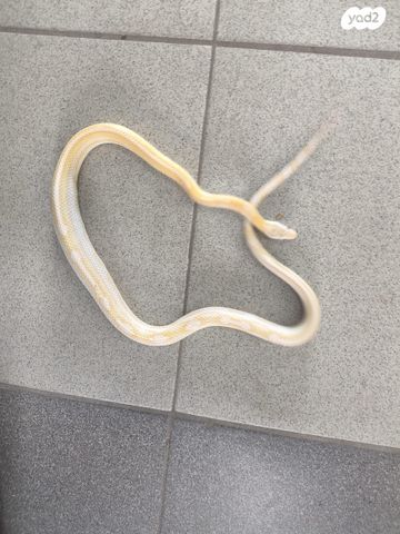 זוחל כרכן תירס