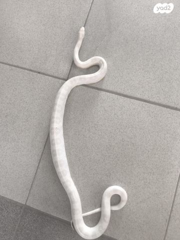 זוחל כרכן תירס