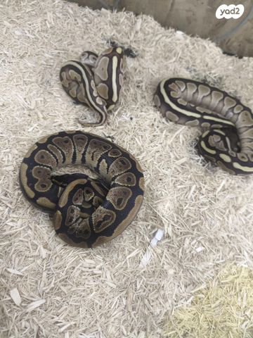 זוחל פיתון מתכדר