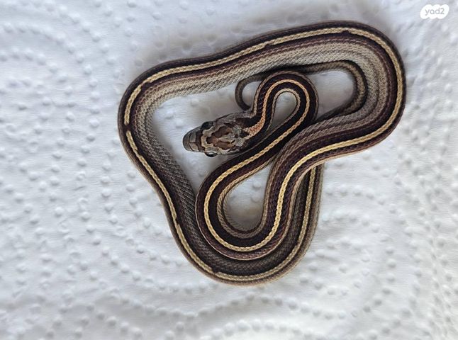 זוחל כרכן תירס