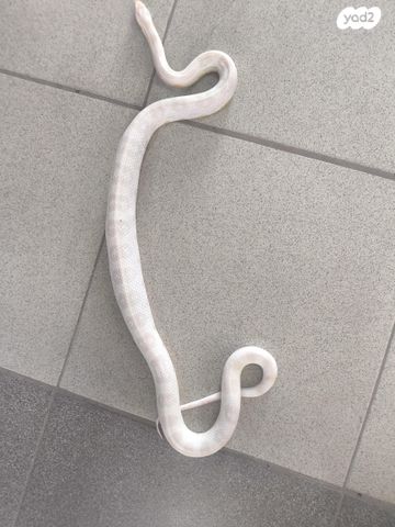 זוחל כרכן תירס