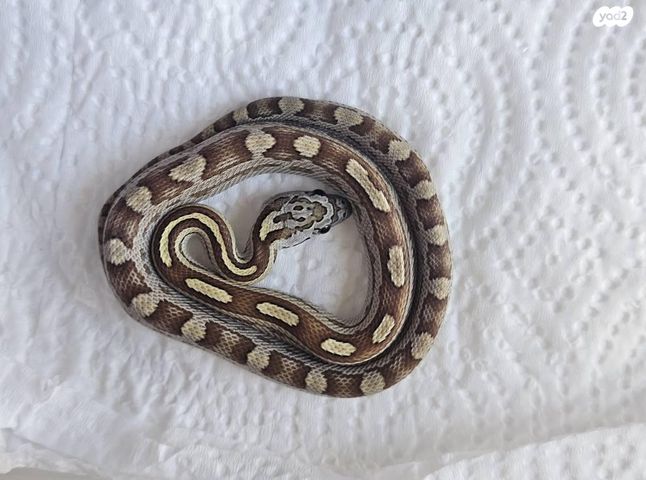 זוחל כרכן תירס