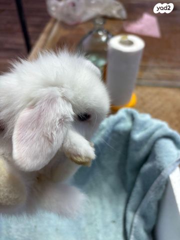 תמונת מודעה - חיות מחמד